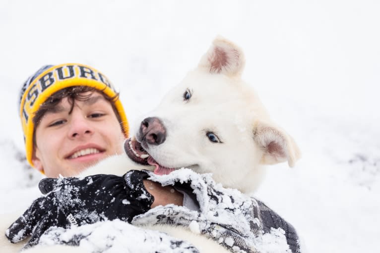 Dash, a Gerberian Shepsky (12.7% unresolved) tested with EmbarkVet.com