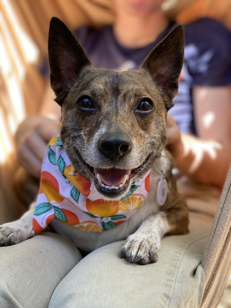 Mudge, a Chihuahua and Australian Cattle Dog mix tested with EmbarkVet.com