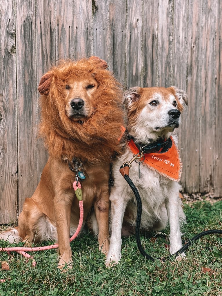 Marley, a Golden Retriever tested with EmbarkVet.com