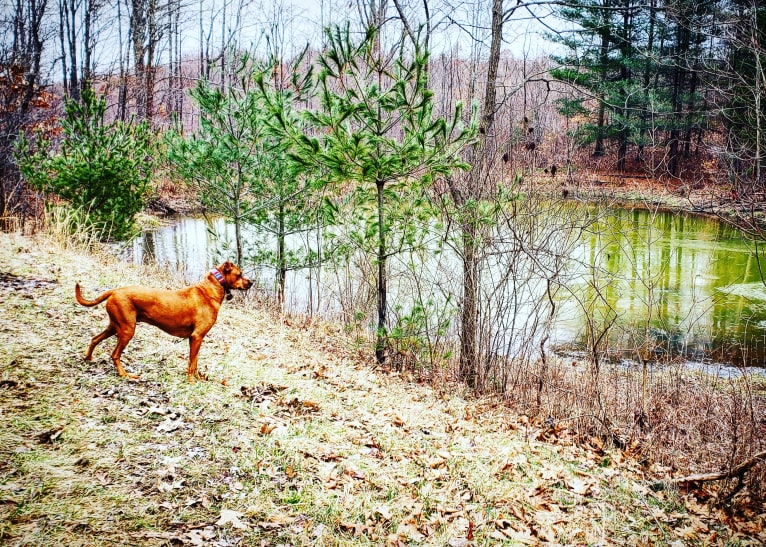 Xavi (Chavi), a Boxer and Siberian Husky mix tested with EmbarkVet.com