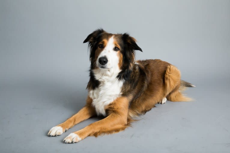 Lark, an English Shepherd tested with EmbarkVet.com