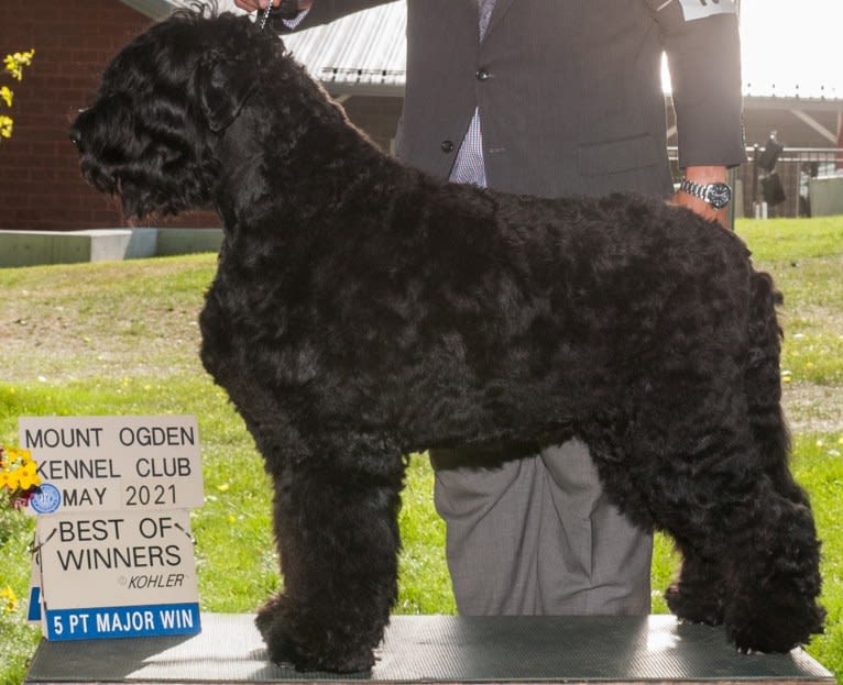 Greg, a Black Russian Terrier tested with EmbarkVet.com