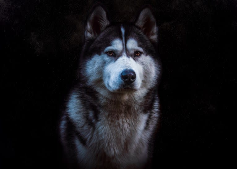 Apollo, a Samoyed and Siberian Husky mix tested with EmbarkVet.com