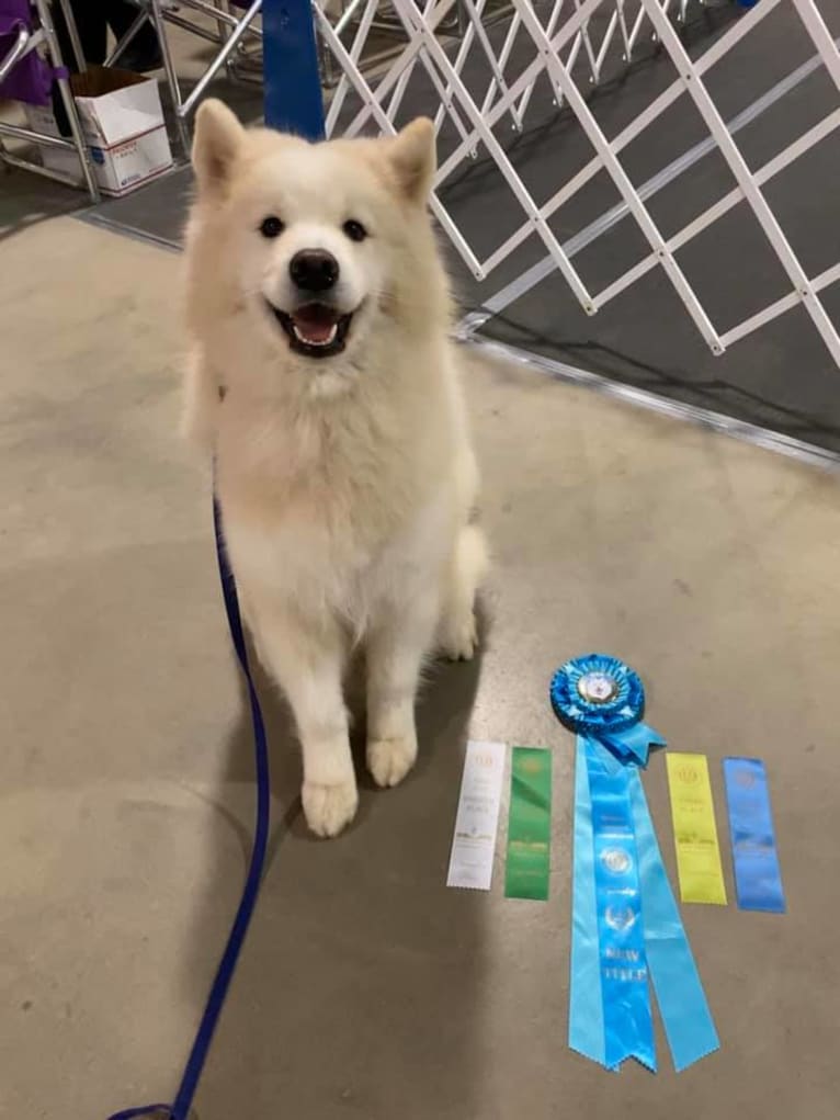 Camelot, a Samoyed tested with EmbarkVet.com