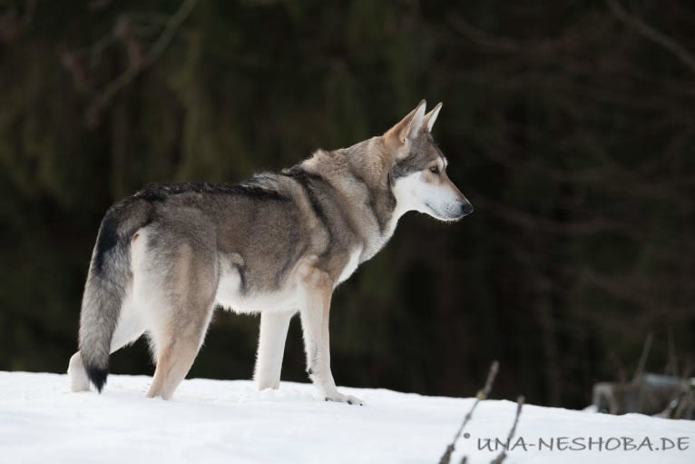 Enya, a Saarloos Wolfdog tested with EmbarkVet.com