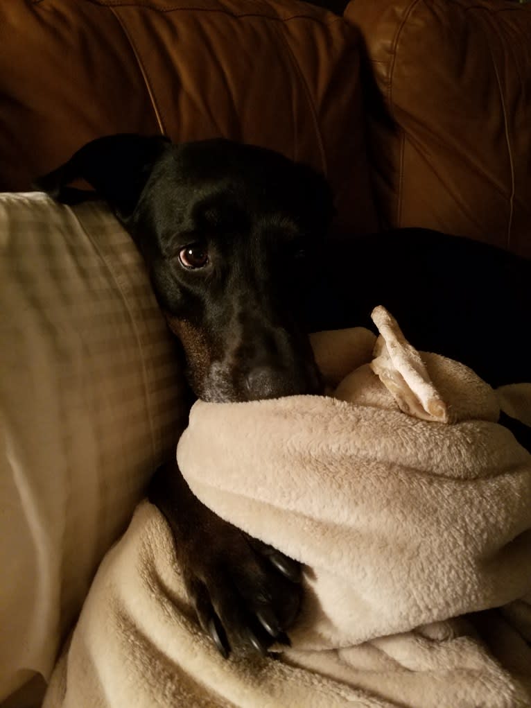 Buddy, a Rottweiler and Labrador Retriever mix tested with EmbarkVet.com