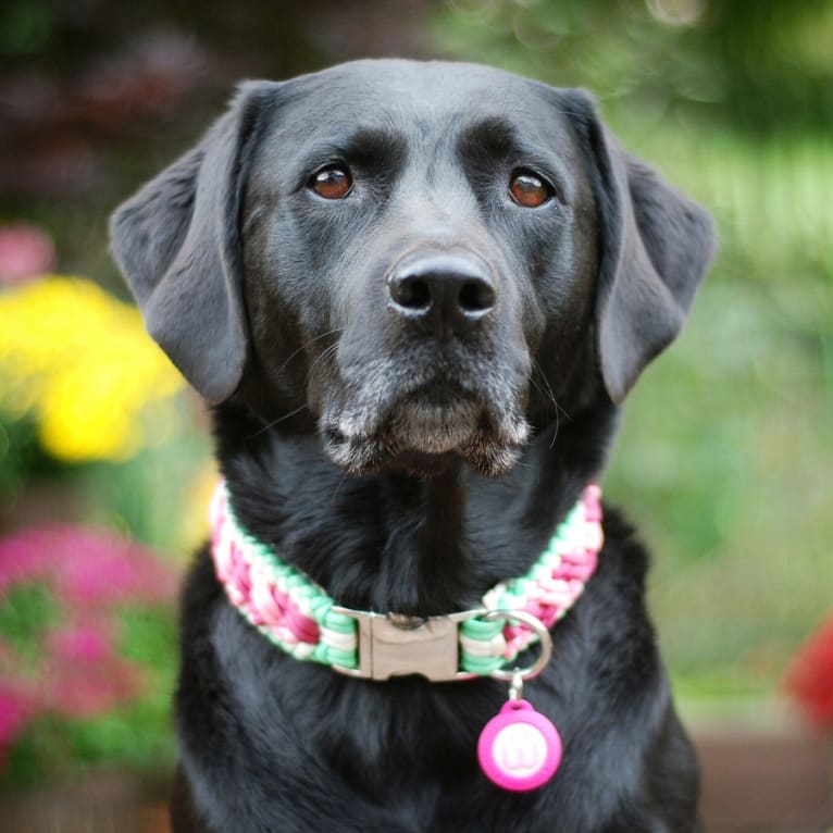 Lucy, a Labrador Retriever and Rottweiler mix tested with EmbarkVet.com