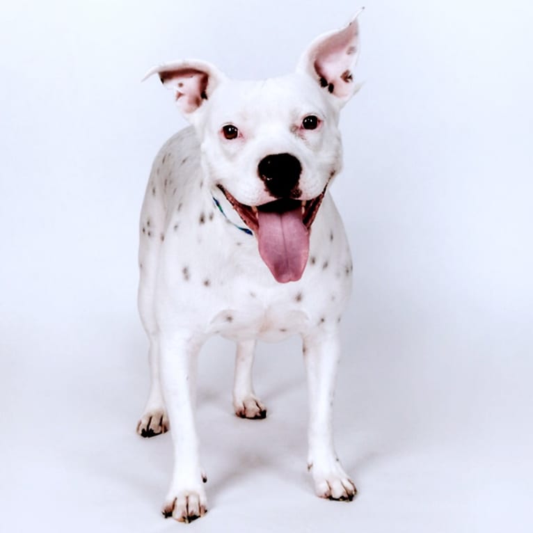 B.O.T. (Brienne of Tarth), an American Pit Bull Terrier and American Bulldog mix tested with EmbarkVet.com