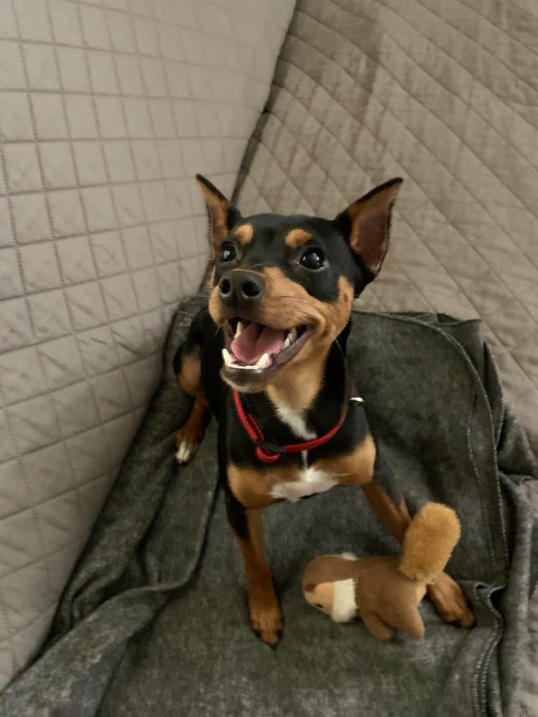 Vinny, a Miniature Pinscher tested with EmbarkVet.com