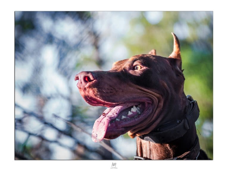 BacoPirata, a Doberman Pinscher and American Pit Bull Terrier mix tested with EmbarkVet.com