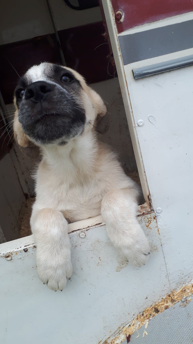 Marley, a Great Pyrenees and Australian Cattle Dog mix tested with EmbarkVet.com