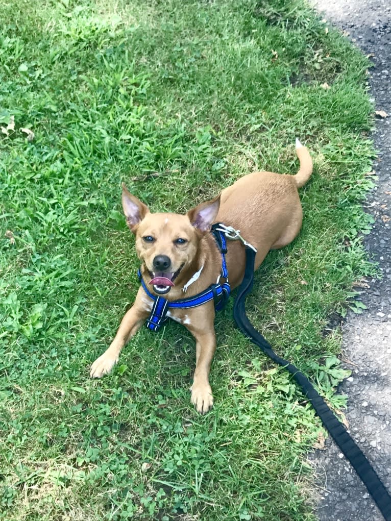 Cooper, a Miniature Pinscher and Chihuahua mix tested with EmbarkVet.com