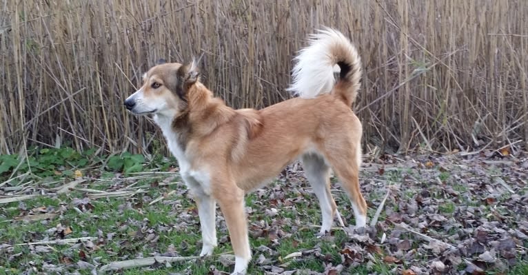 Foxy, an Arabian Village Dog tested with EmbarkVet.com