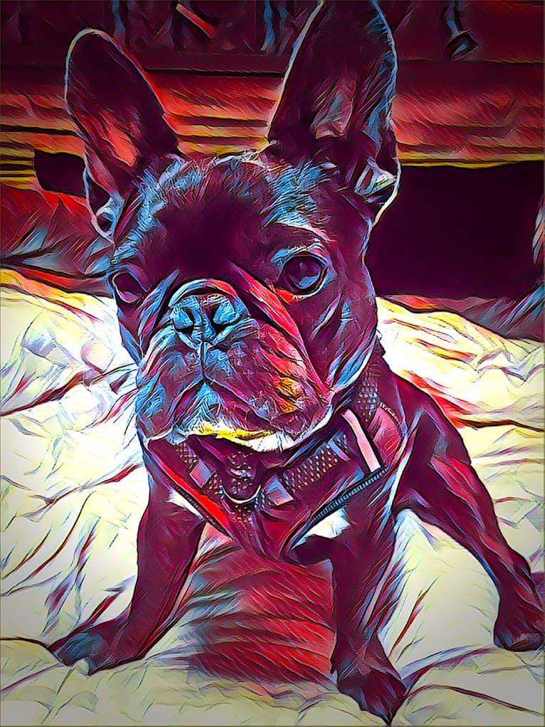 Gianna, a French Bulldog tested with EmbarkVet.com