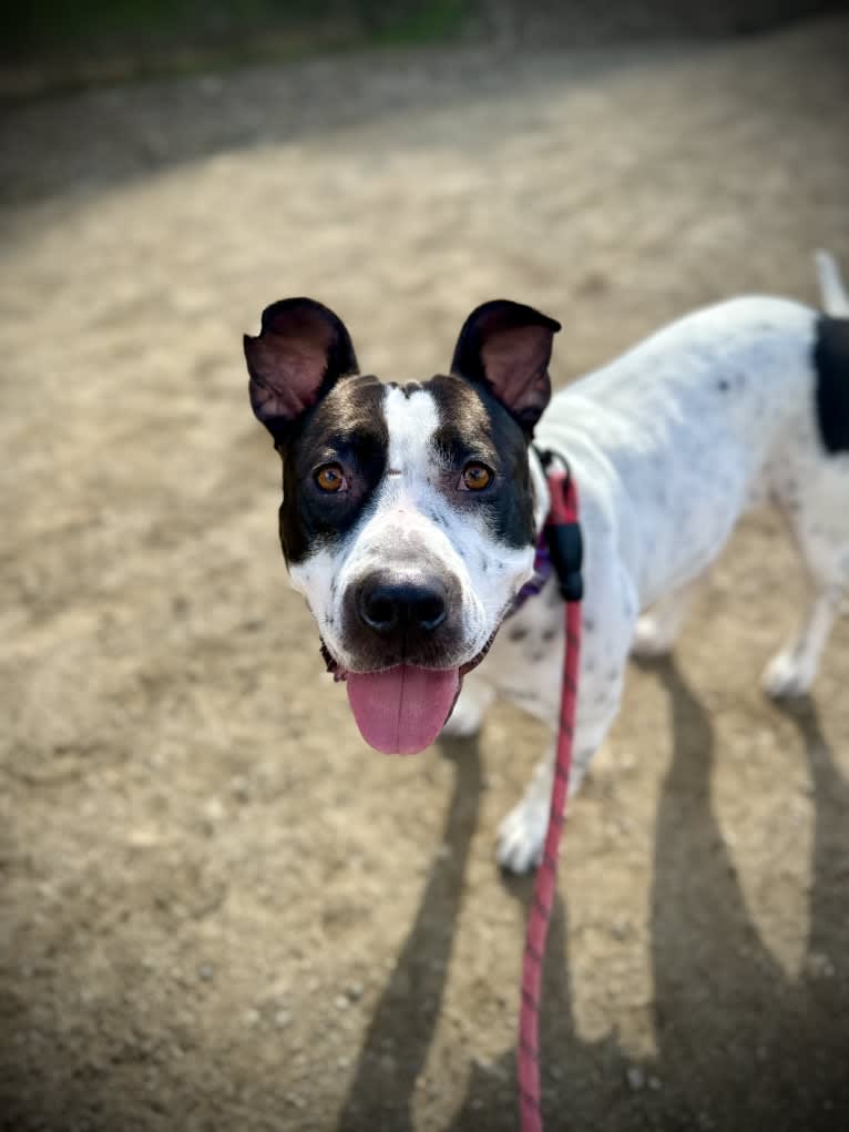 Rita, an American Bully and American Pit Bull Terrier mix tested with EmbarkVet.com