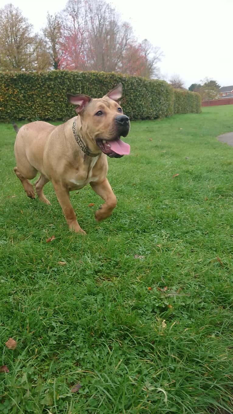 Niyah, an American Bulldog and American Pit Bull Terrier mix tested with EmbarkVet.com