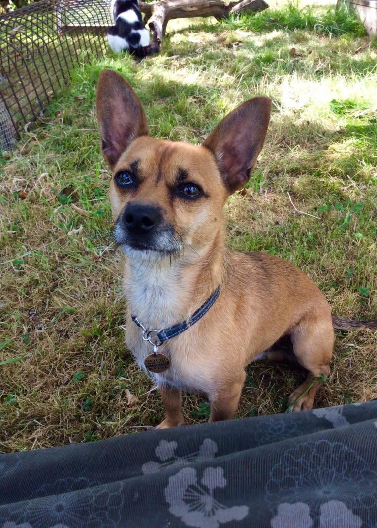 Cadvan, a Chihuahua and Russell-type Terrier mix tested with EmbarkVet.com