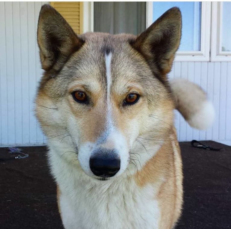 Naida, a West Siberian Laika tested with EmbarkVet.com