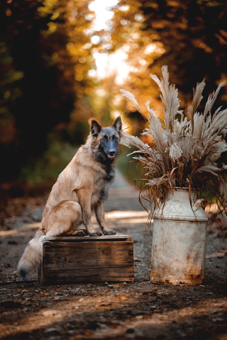 Faro, a Belgian Shepherd tested with EmbarkVet.com