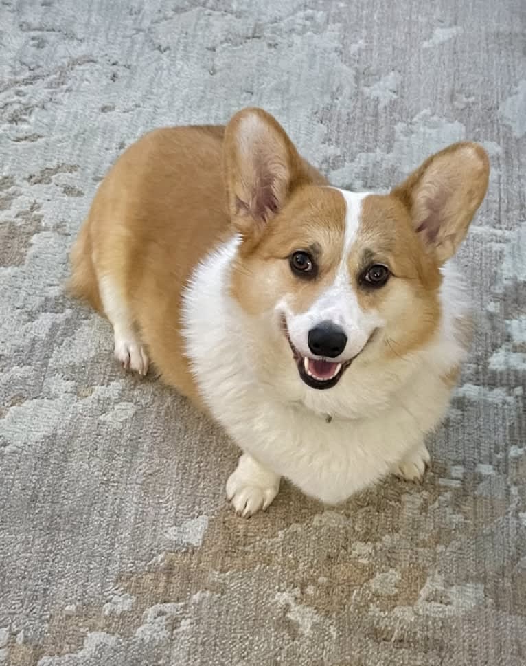 Kudzu (Zuzu), a Pembroke Welsh Corgi tested with EmbarkVet.com