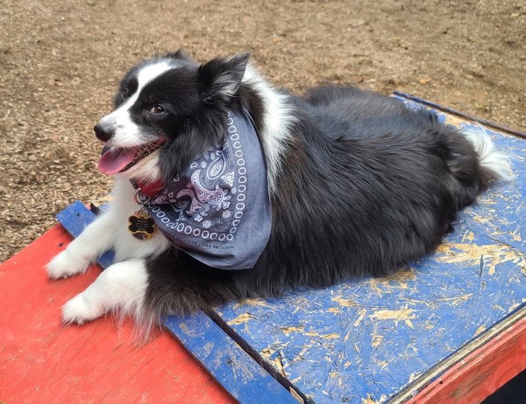 Rocko, an American Eskimo Dog and Shetland Sheepdog mix tested with EmbarkVet.com