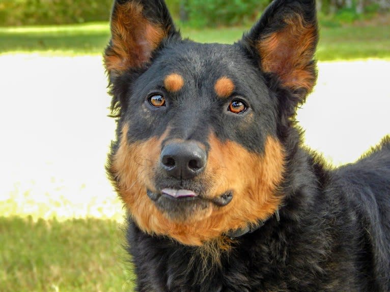 Astharoshe, an Australian Cattle Dog and Chow Chow mix tested with EmbarkVet.com