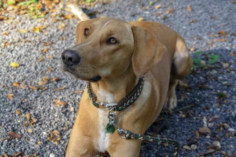 Ruby, a Doberman Pinscher and Vizsla mix tested with EmbarkVet.com