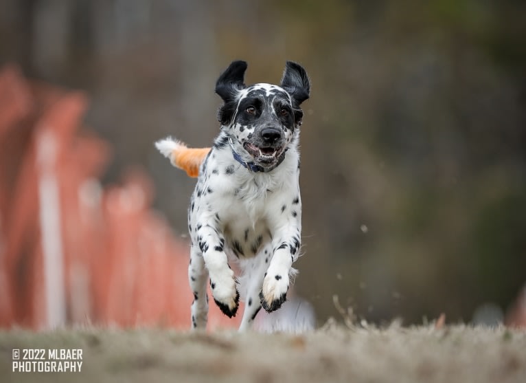 Freyja a.k.a. "Not Your Usual Suspect", a Dalmatian tested with EmbarkVet.com