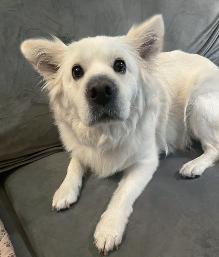 Peanut, a Cocker Spaniel and Chow Chow mix tested with EmbarkVet.com