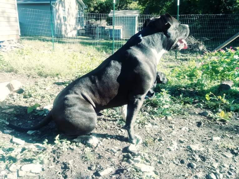 Hulk-E-Boy, an American Bully tested with EmbarkVet.com