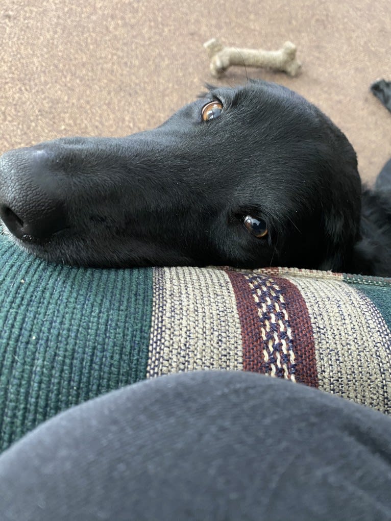 Care Bear Ross, a Labrador Retriever and Australian Cattle Dog mix tested with EmbarkVet.com