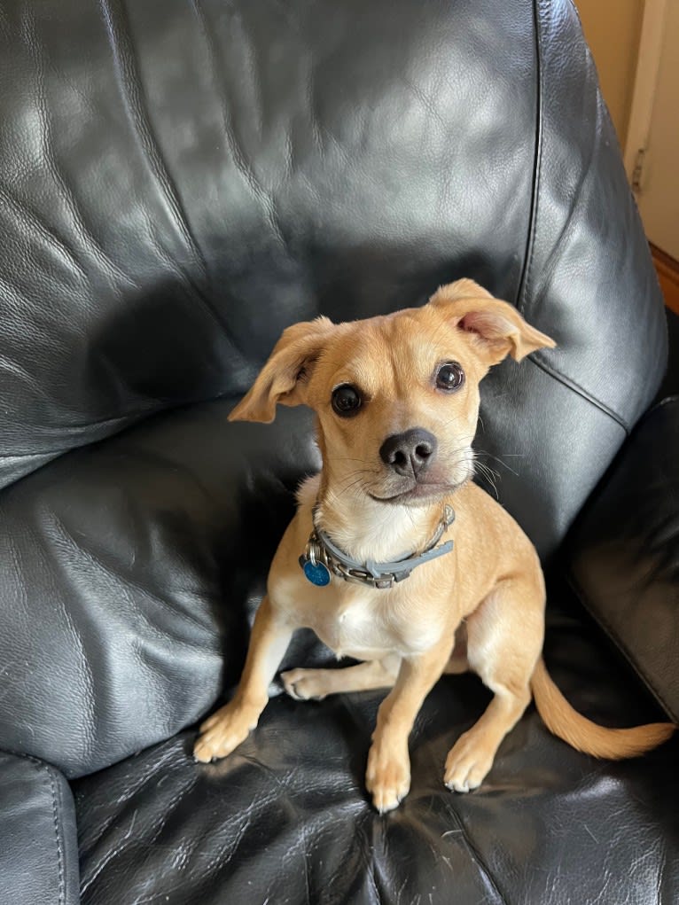 Gery, a Beagle and Poodle (Small) mix tested with EmbarkVet.com