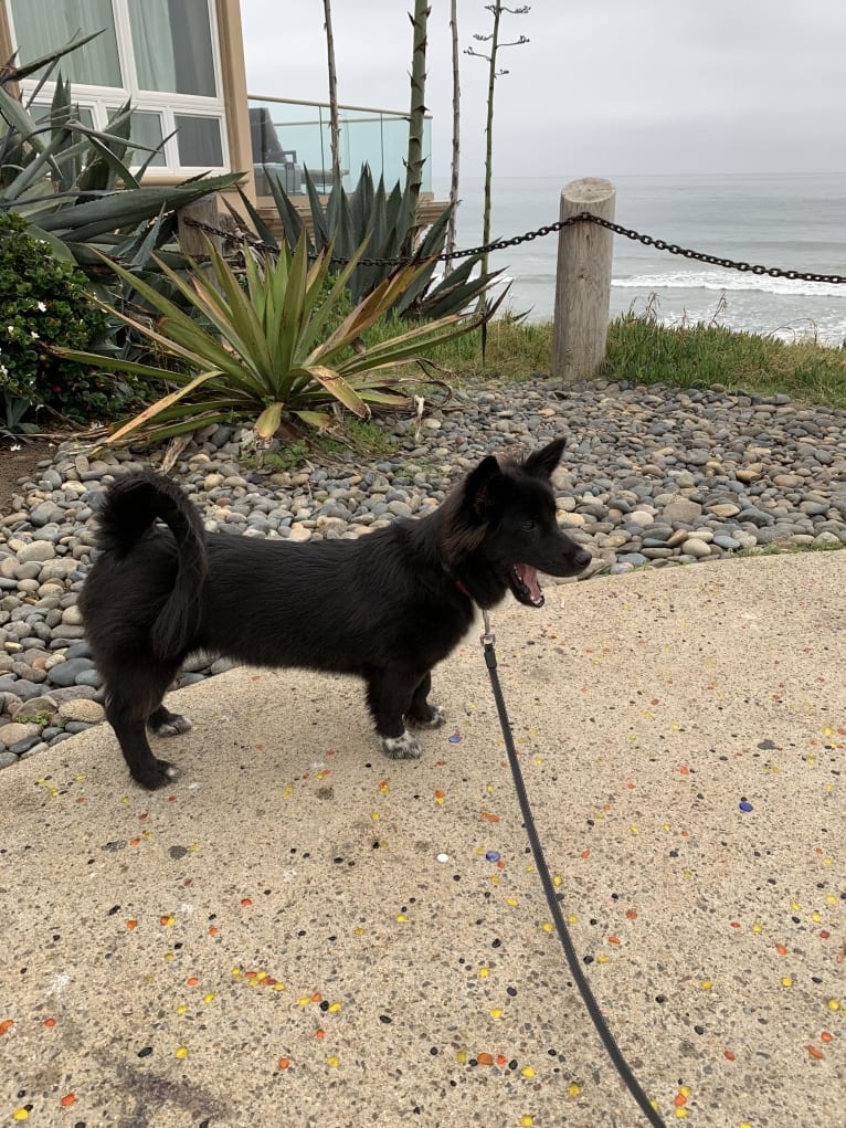 Yogi, a Japanese or Korean Village Dog tested with EmbarkVet.com