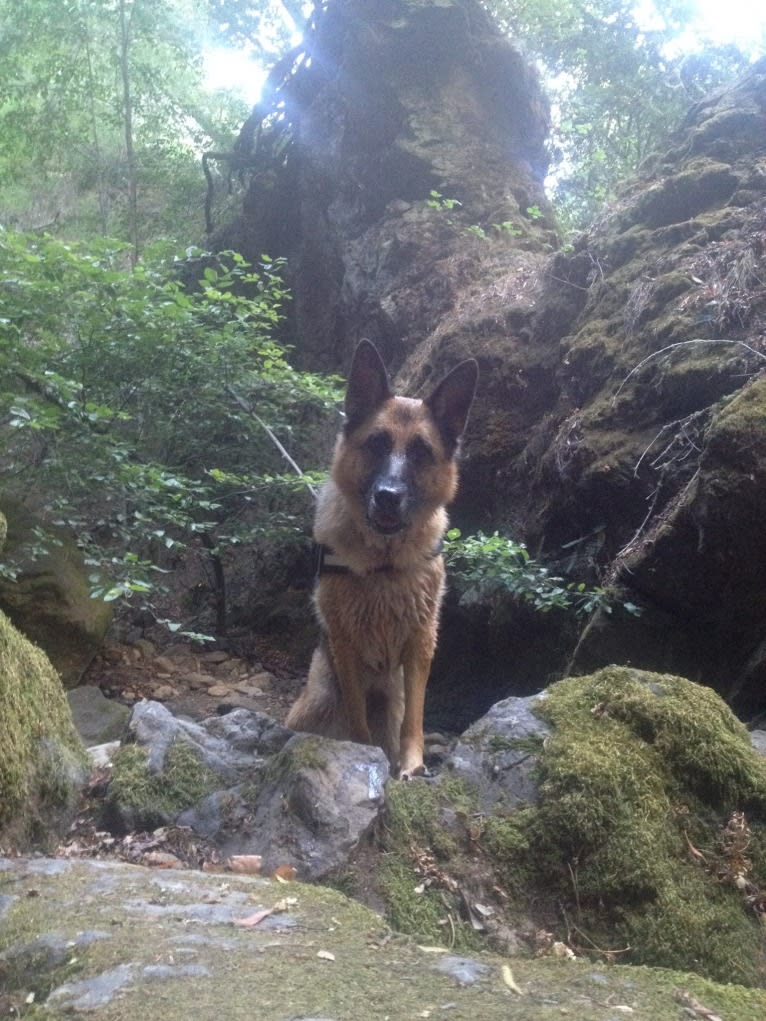 Roxy, a German Shepherd Dog tested with EmbarkVet.com