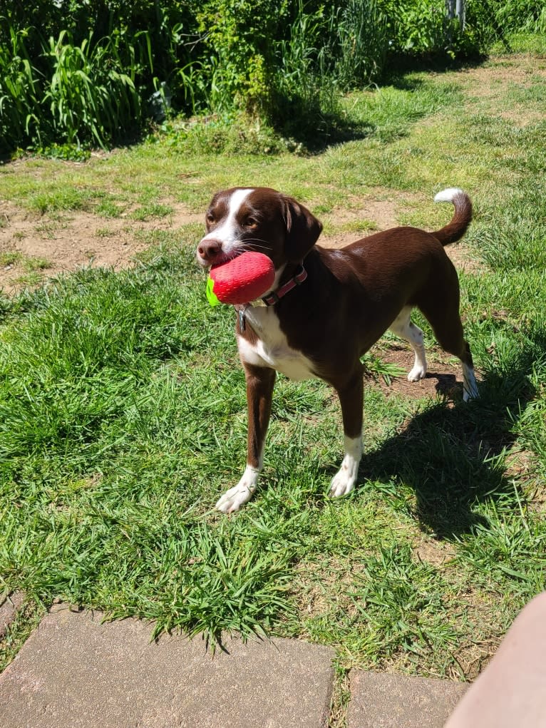 Hershey, a Chihuahua and Boxer mix tested with EmbarkVet.com