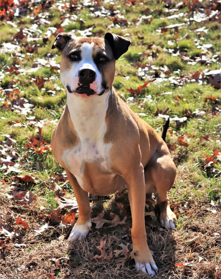 Bissy, an American Pit Bull Terrier and American Staffordshire Terrier mix tested with EmbarkVet.com