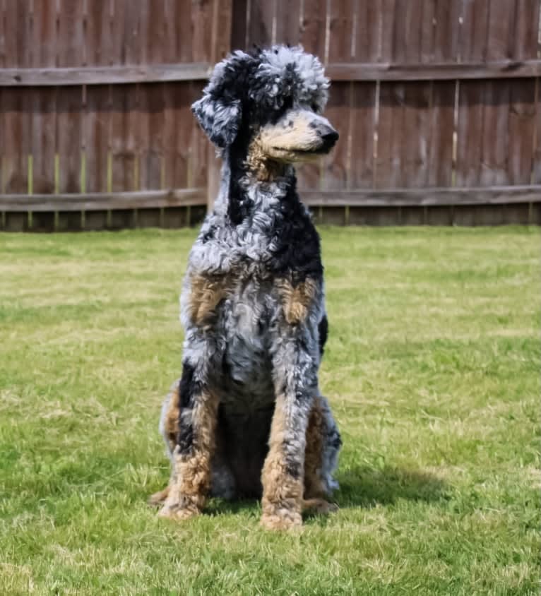 Tonks, a Poodle (Standard) tested with EmbarkVet.com