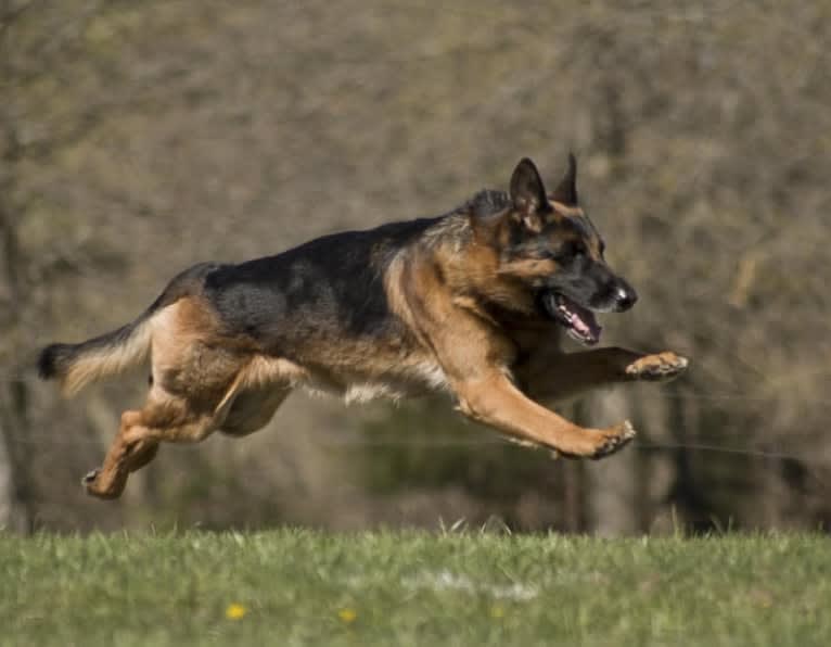 Kiro, a German Shepherd Dog tested with EmbarkVet.com