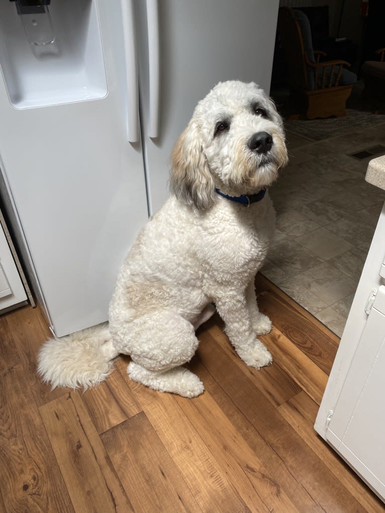 Moose, a St. Berdoodle tested with EmbarkVet.com