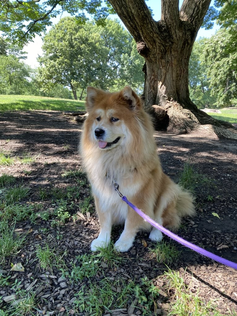 Samantha, a Chow Chow and Labrador Retriever mix tested with EmbarkVet.com