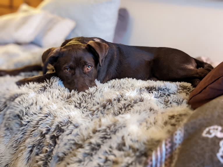 Cedar, a Neapolitan Mastiff and Cane Corso mix tested with EmbarkVet.com