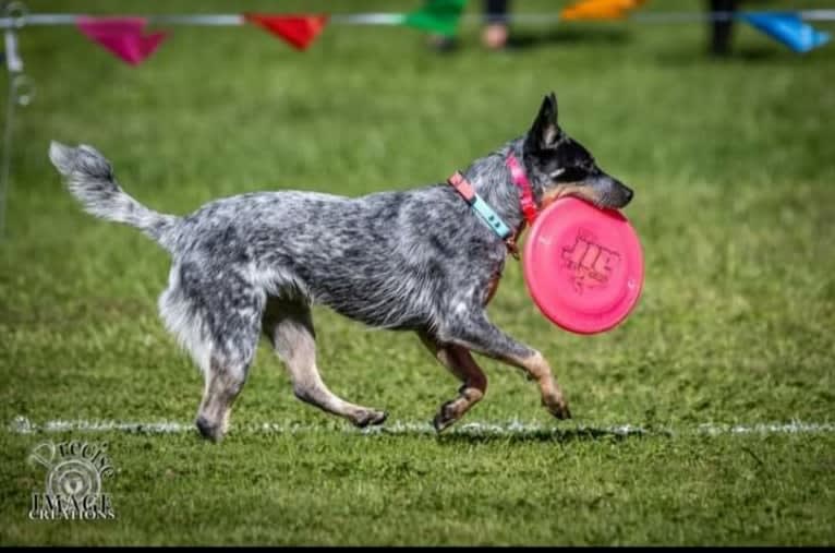 Millie AKA The Masked Millie, an Australian Cattle Dog tested with EmbarkVet.com