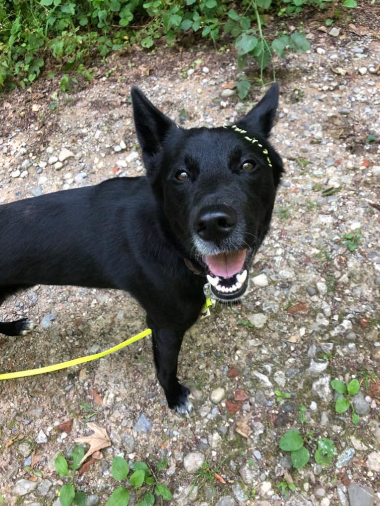 Chesley, a Canaan Dog tested with EmbarkVet.com