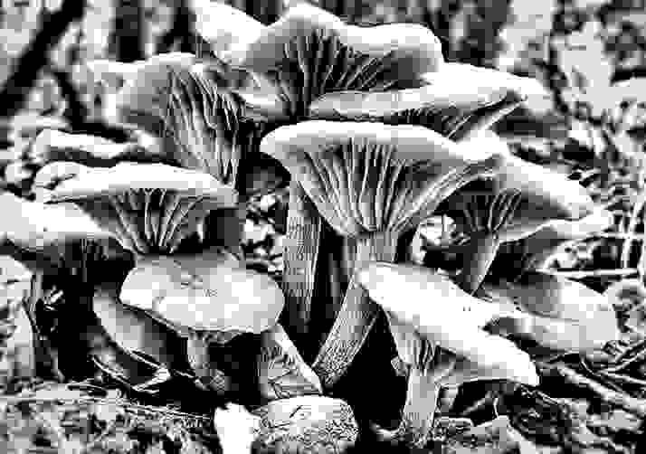 Mushrooms on the Way to Pivot Rock