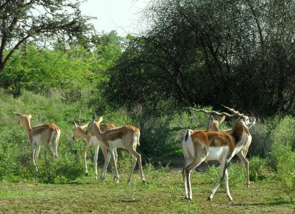 The Black Buck Beliefs of Bishnoi Nature Worshipers of India -