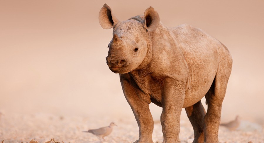 Rhonzeros im Etosha national park - Top 10 adventures
