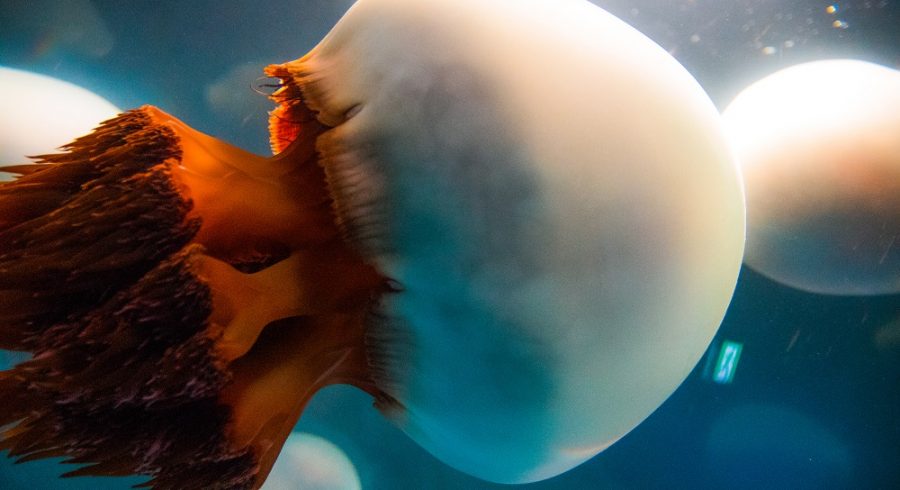 Jellyfish at the Osaka Aquarium