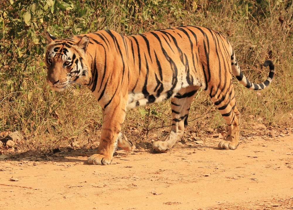 Enchanting Travels - Parik's memorable travel experiences- wild male Bengal tiger on the prowl, Kanha National Park, India