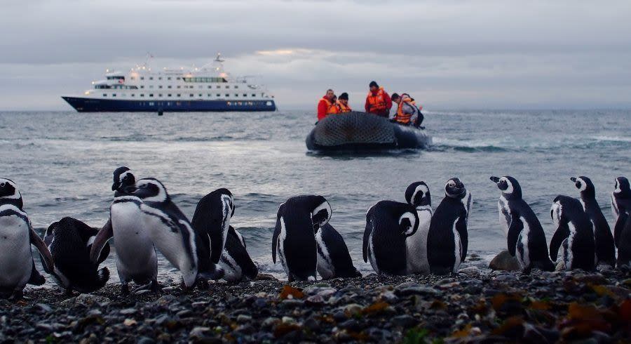 Our Pick: Five Enchanting Animal Encounters