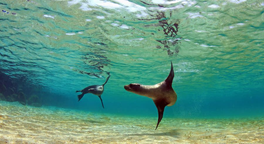 Sea lion swimming underwater in tidal lagoon in the Galapagos Islands